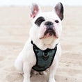 Charger l'image dans la visionneuse de la galerie, Canada Pooch - Harnais pour chien Everything Harness Canada Pooch