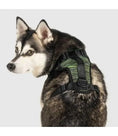 Charger l'image dans la visionneuse de la galerie, Canada Pooch - Harnais pour chien Everything Harness Canada Pooch