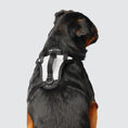 Charger l'image dans la visionneuse de la galerie, Canada Pooch - Harnais pour chien Everything Harness Canada Pooch