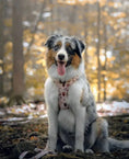 Charger l'image dans la visionneuse de la galerie, Coffee & bark-ery - Adjustable harness - Catso & co