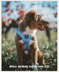 Charger l'image dans la visionneuse de la galerie, Hashtag Catso - Adjustable harness - Catso & co
