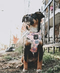 Charger l'image dans la visionneuse de la galerie, Sugar rush - Adjustable harness - Catso & co