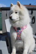 Charger l'image dans la visionneuse de la galerie, Sugar rush - Adjustable harness - Catso & co