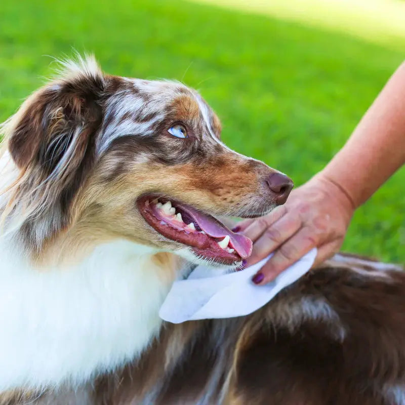 EarthBath - Lingettes pour toilettage pour chien et chat (paquet de 100) EarthBath