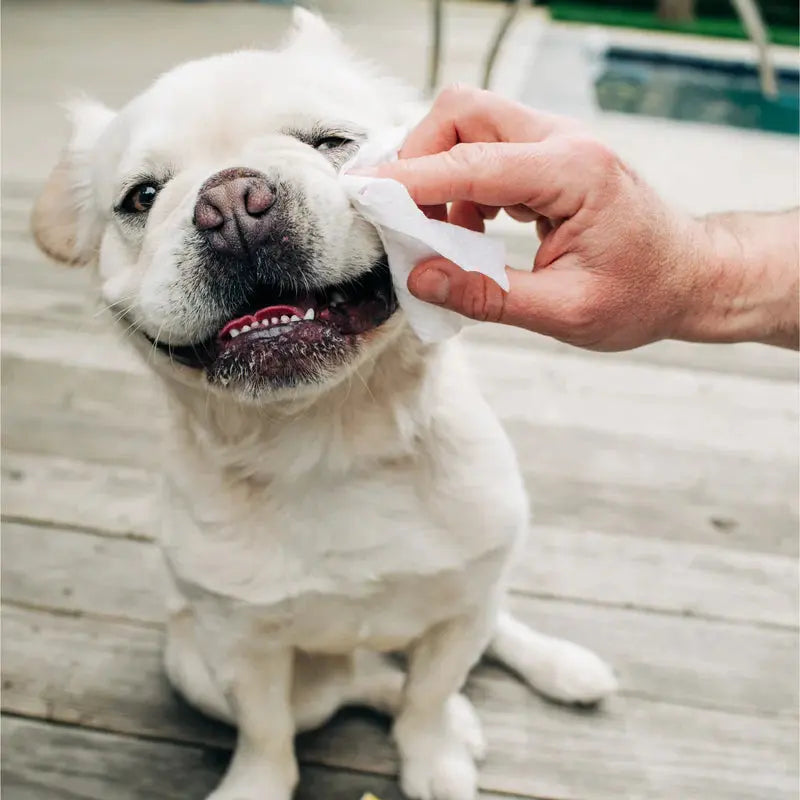 EarthBath - Lingettes pour toilettage pour chien et chat (paquet de 100) EarthBath