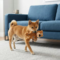 Load image into Gallery viewer, Kong Wild Knots - Jouet Ourson Bleu pour chiens
