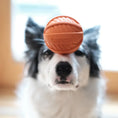 Load image into Gallery viewer, LaRoo - Balle Walnut en Caoutchouc pour chien LaRoo