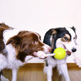 Load image into Gallery viewer, LaRoo - Balle avec Corde pour chien LaRoo