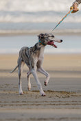Load image into Gallery viewer, LaRoo - Collier Icelandic, Maanselka, Mount-Etna, Namib pour chien LaRoo