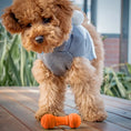 Load image into Gallery viewer, LaRoo - Haltère en Caoutchouc pour chien LaRoo