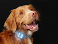 Load image into Gallery viewer, RC - Lumière LED pour collier de chien RC Pet