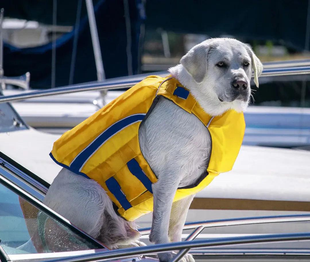 BayDog - Harnais de Flottaison pour chien BayDog