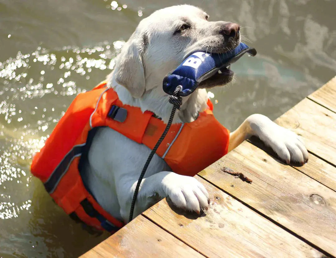 BayDog - Harnais de Flottaison pour chien BayDog