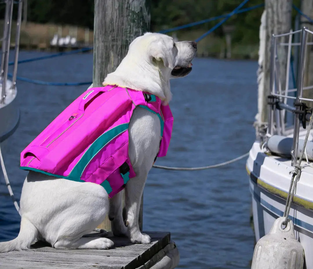 BayDog - Harnais de Flottaison pour chien BayDog