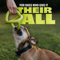 Load image into Gallery viewer, Benebone Bounce - Jouet Tug en caoutchouc pour chien Benebone
