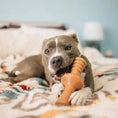 Charger l'image dans la visionneuse de la galerie, Benebone Zaggler - Variétés disponibles pour chien Benebone

