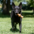 Charger l'image dans la visionneuse de la galerie, Benebone Zaggler - Variétés disponibles pour chien Benebone
