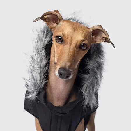 Canada Pooch - Everest Explorer Jacket - Black Canada Pooch