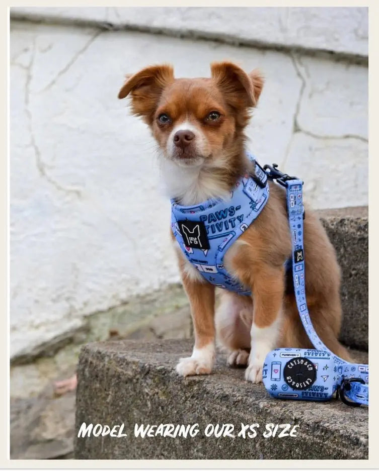 Hashtag Catso - Adjustable harness - Catso & co