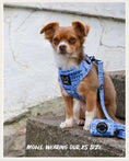 Load image into Gallery viewer, Hashtag Catso - Adjustable harness - Catso & co
