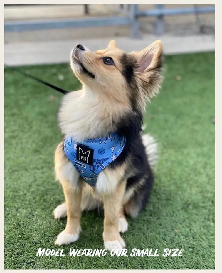 Hashtag Catso - Adjustable harness - Catso & co
