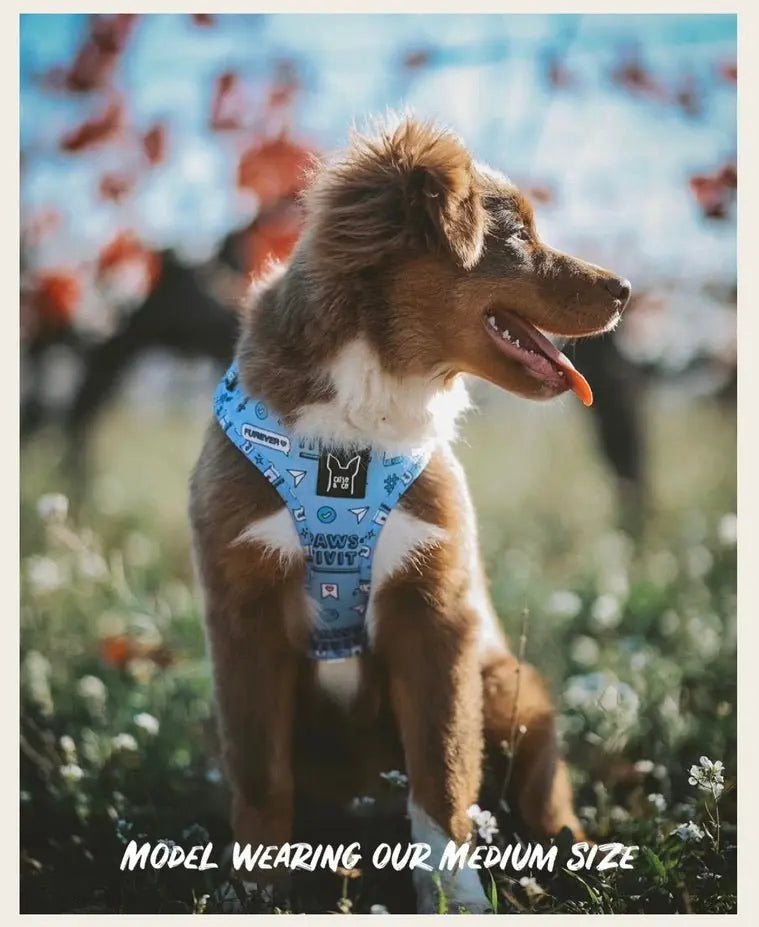 Hashtag Catso - Adjustable harness - Catso & co