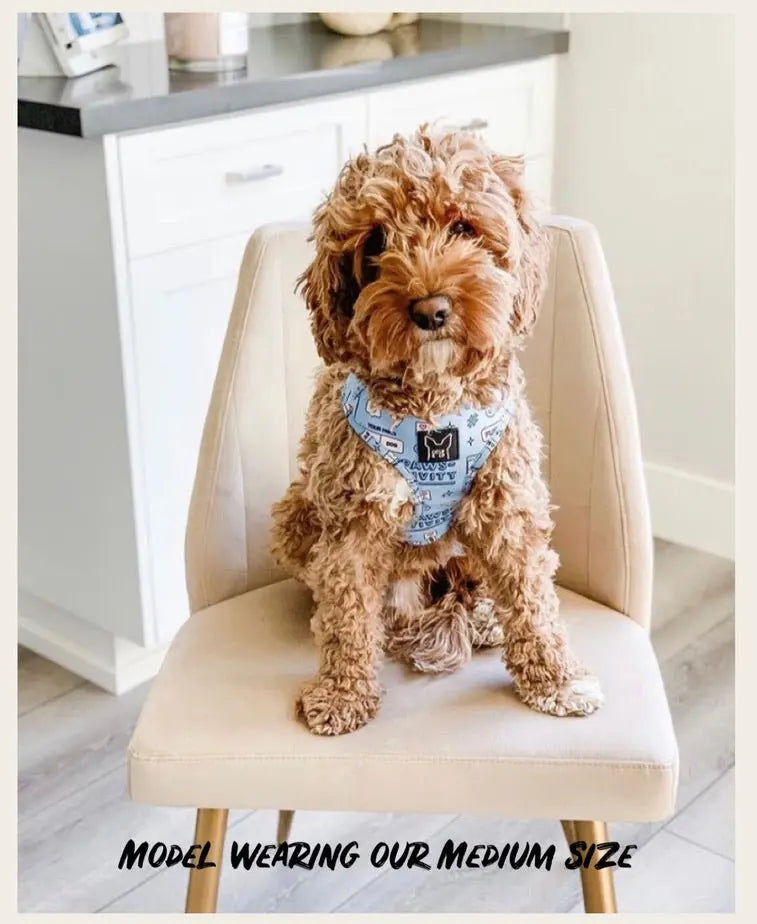 Hashtag Catso - Adjustable harness - Catso & co
