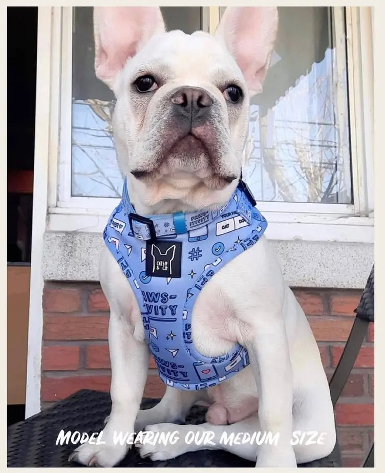 Hashtag Catso - Adjustable harness - Catso & co