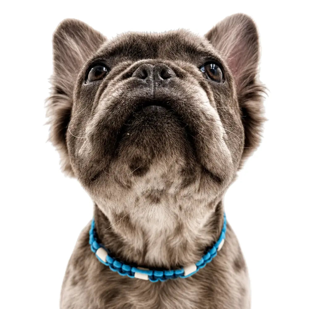 Collier Anti-Tique pour animaux