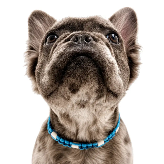 Anti-Tick Collar for Animals
