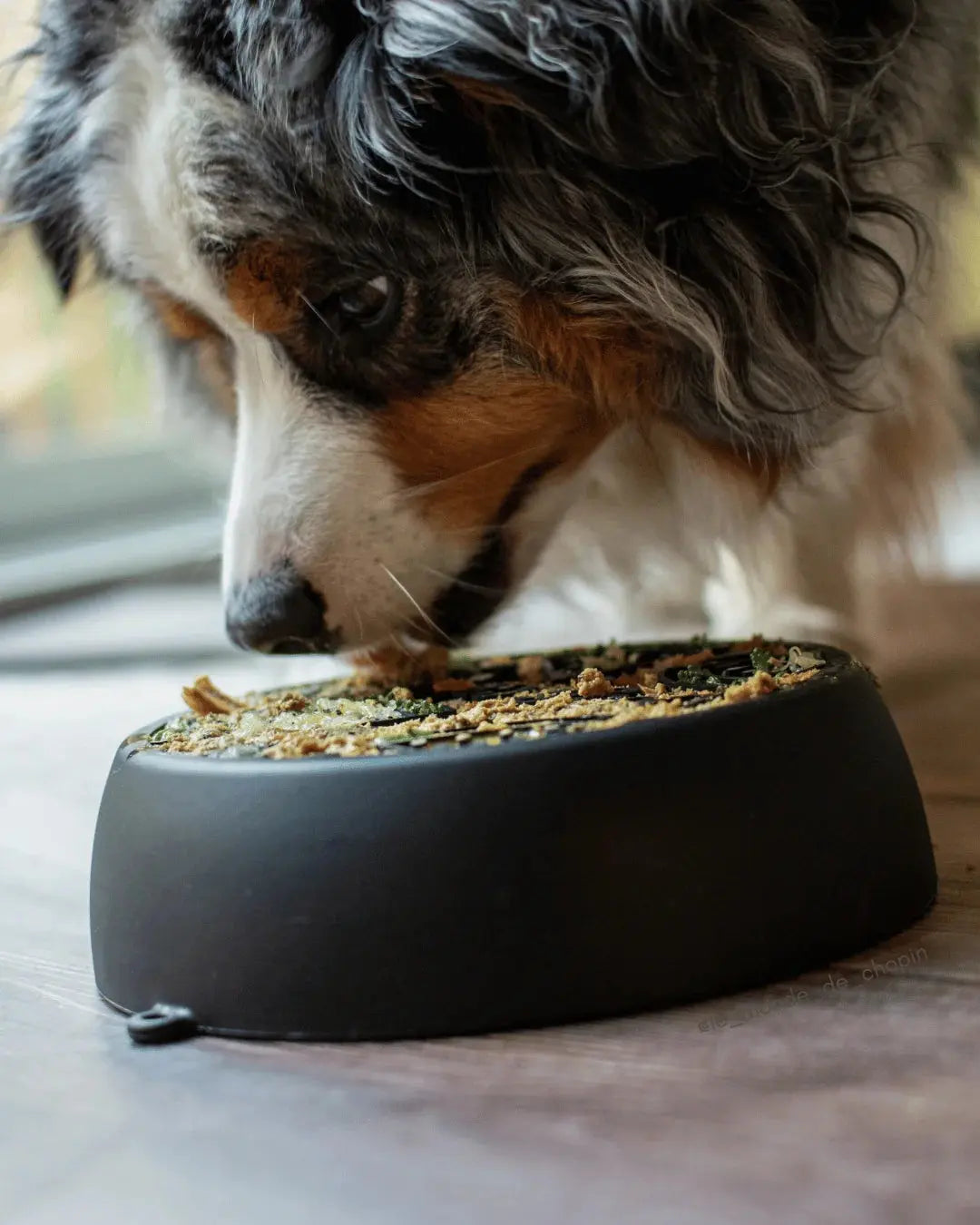 Dog's Crush - Bol Melon Cendre 3 en 1 pour animaux