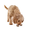Load image into Gallery viewer, Guru - Bacon Bone M Guru
