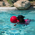 Load image into Gallery viewer, Jolly Pets - Tug-N-Toss Jolly Pet
