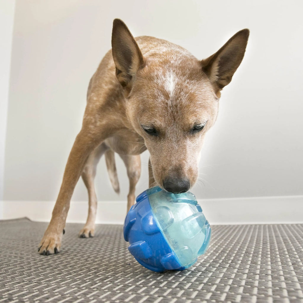 KONG - Balle de récompenses pour chien KONG ™