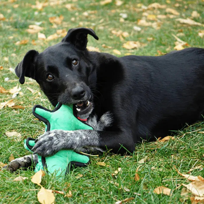 Kong - Ballistic Jouet pour chiens KONG ™