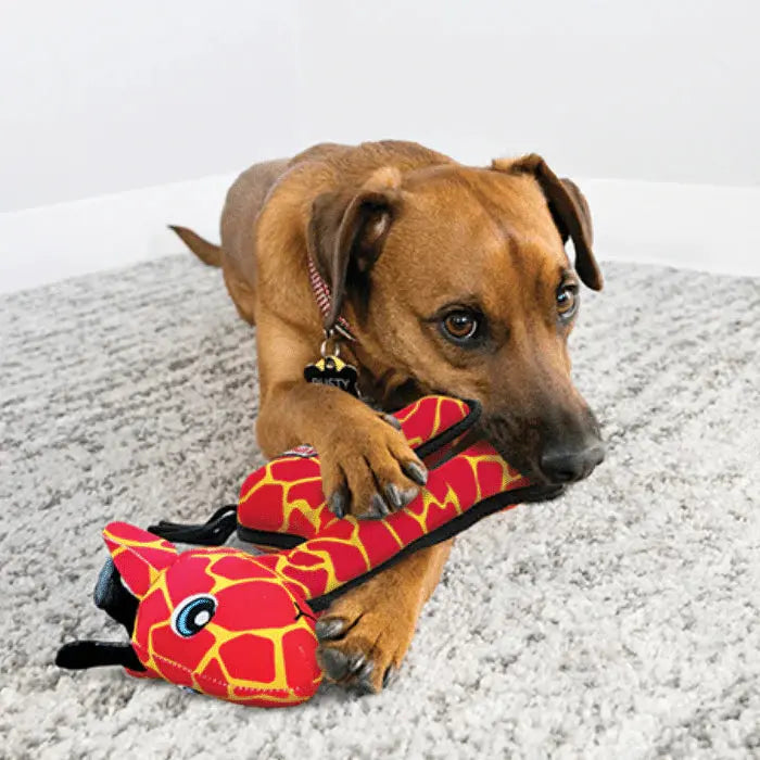 Kong - Ballistic Jouet pour chiens KONG ™