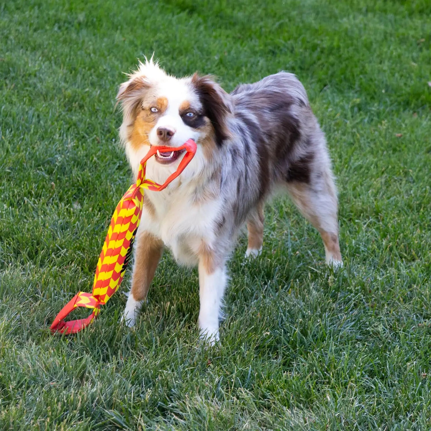 Kong - Maxx Tug, Dog Toy, Large