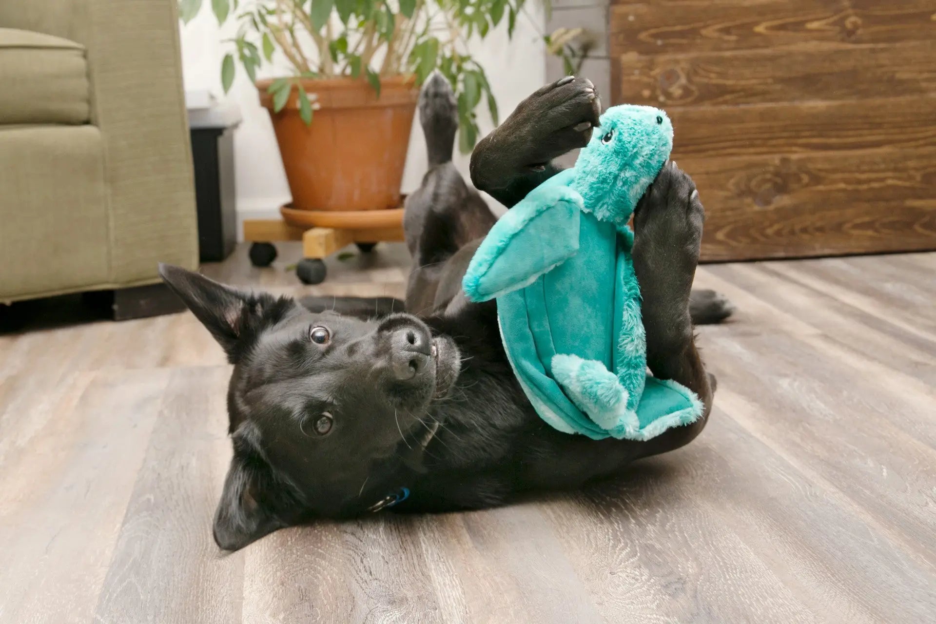 Kong SoftSeas - Jouet Tortue pour chiens