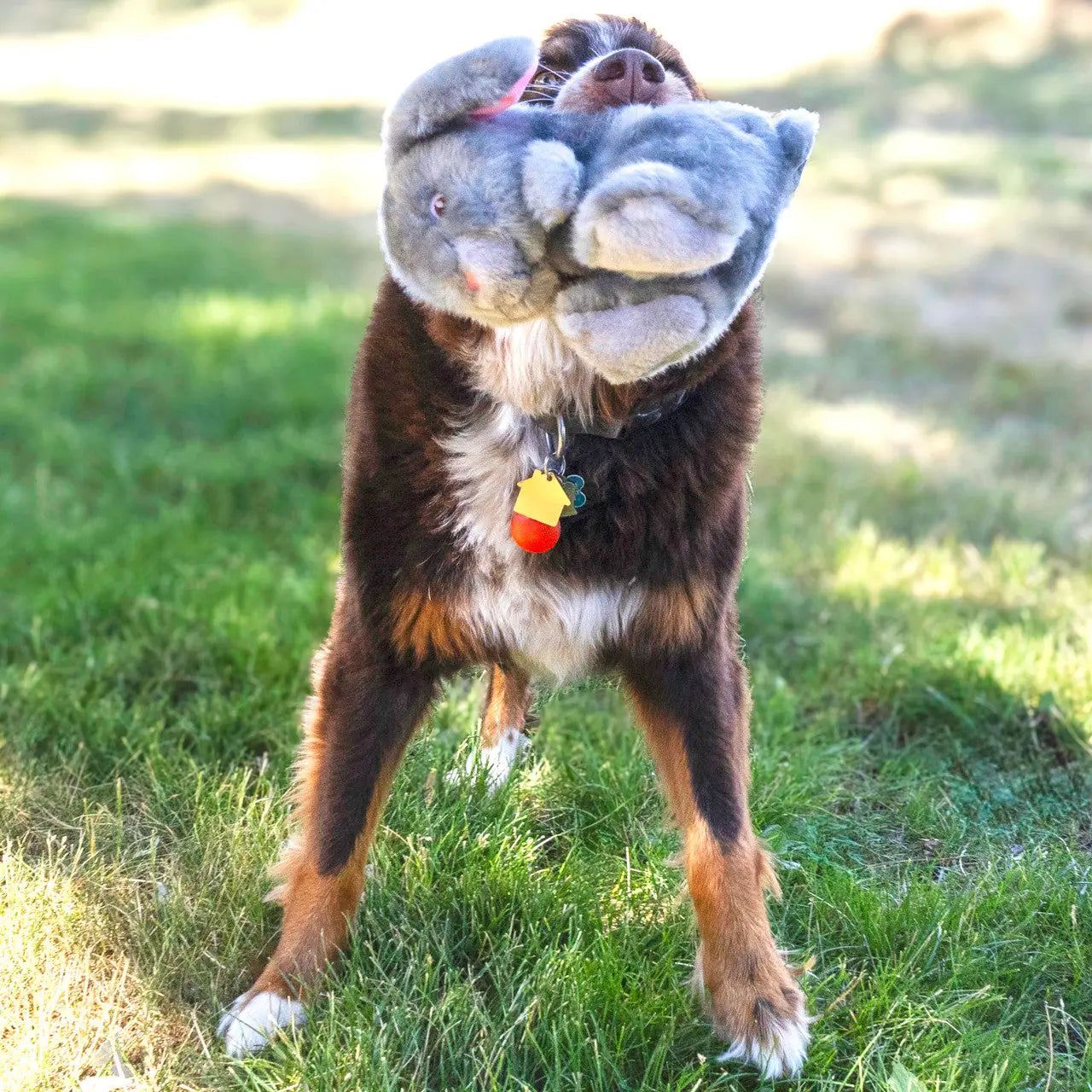 Kong Toughz - Jouet toutou pour chiens
