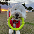 Load image into Gallery viewer, LaRoo - Anneau Durable jouet tug pour chien LaRoo

