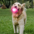 Load image into Gallery viewer, LaRoo - Balle LED qui illumine la nuit pour Chien LaRoo

