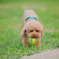 Load image into Gallery viewer, LaRoo - Balle Rebondissante pour chien LaRoo
