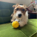 Load image into Gallery viewer, LaRoo - Balle à Mâcher pour chien LaRoo
