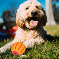 Load image into Gallery viewer, LaRoo - Balle à Mâcher pour chien LaRoo
