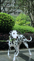 Load image into Gallery viewer, LaRoo - Collier Icelandic, Maanselka, Mount-Etna, Namib pour chien LaRoo
