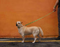 Load image into Gallery viewer, LaRoo - Laisse Maanselka M (Vert) LaRoo
