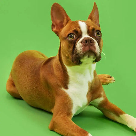 PetPal - Poudre de moules vertes de Nouvelle-Zélande pour chiens - Complément pour animaux Petpal