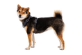 Load image into Gallery viewer, Ruffwear - Harnais Front Range Ruffwear
