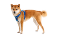 Load image into Gallery viewer, Ruffwear - Harnais Front Range Ruffwear
