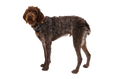 Load image into Gallery viewer, Ruffwear - Harnais Front Range Ruffwear
